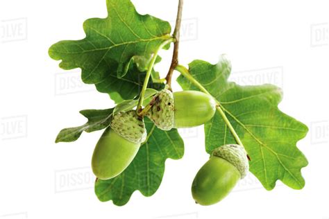 Acorns And Oak Leaves Stock Photo Dissolve