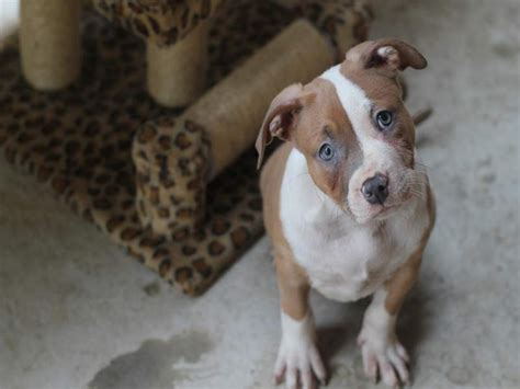 Many puppies are born with worms and acquire more from their mother's milk, which is why it's so important to stick to a treatment schedule. Things You Need to Know On How to Deworm American Bully ...