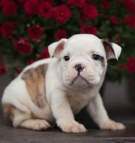 Our french bulldog rescue is very limited as most people prefer to try and sell their frenchies to make a buck. Winston - English Bulldog Puppy for Sale | Handmade Michigan