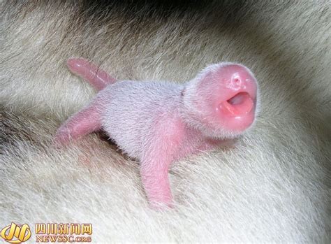 Photo Story How A Baby Panda Grows Up 114 Headlines Features