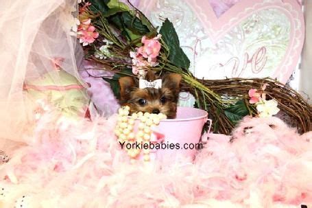 Are you looking for a teacup pig for sale? Teacup Yorkies for Sale | Tea Cup | Breeder | Puppies ...