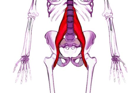 Our body works as whole and when certain regions are not performing optimally, the body will find a way to move using another muscle or joint in a less efficient manner. Lower Back Pain? Hip Flexors May Be The Cause