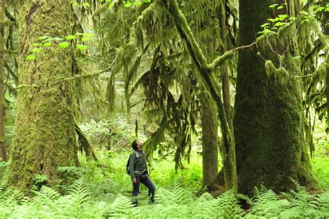 Preserve Old Growth Forests To Keep Carbon Where It