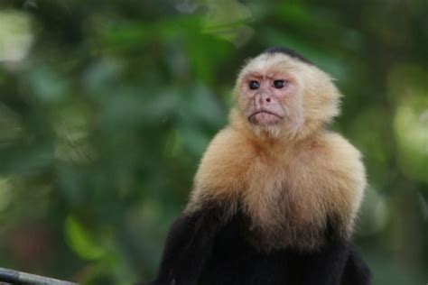 White Faced Capuchin Monkey Smithsonian Photo Contest Smithsonian