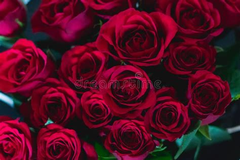 Bunch Of Red Roses Stock Photo Image Of Floral Fresh 109938212