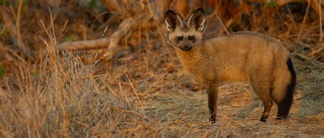 Bat Eared Fox Pups