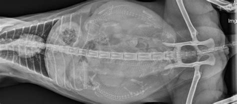 Pregnant Dog Xray This Is An X Ray Of A Pregnant Animaux