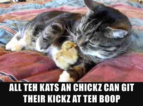TEH BOOP Lolcats Lol Cat Memes Funny Cats Funny Cat Pictures