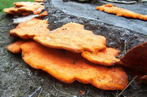 Fungus On Log Food Desserts Fungi My Xxx Hot Girl