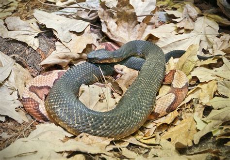 The Cottonmouth Also Known As A Water Moccasin And Copperhead Occupy
