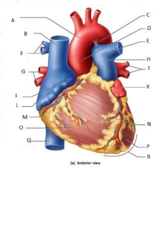 External Heart Anatomy Quiz 2 Diagram Quizlet