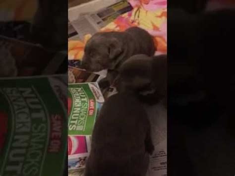 The charcoal lab puppies for sale with silver and charcoal kennels are not only bred for their beautiful charcoal coats and strong, retriever bodies, but their sweet and loving temperaments. AKC Silver and Charcoal Labrador Puppies For Sale in ...