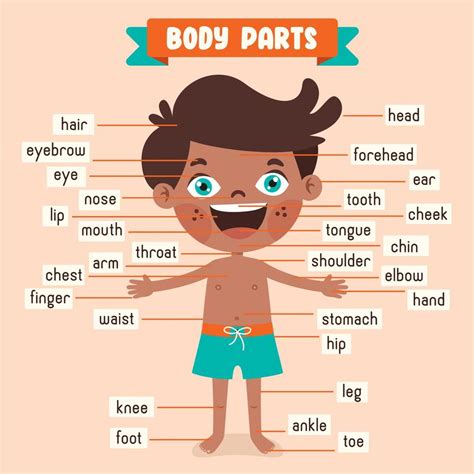 Caricatura Dibujo De Cuerpo Humano Partes 13539461 Vector En Vecteezy