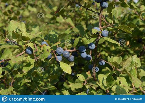 Berries Of Wild Plum A Sloe Stock Photo Image Of Nature Fruits