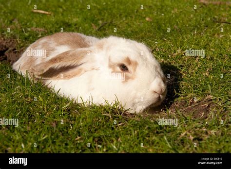 Rabbit Digging Hi Res Stock Photography And Images Alamy