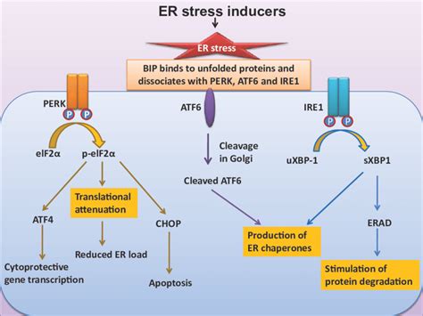 Er Stress Signaling Pathway Upon Induction Of Er Stress The Er