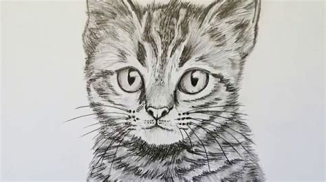 Katze Zeichnen Lernen Für Anfänger Tiere Zeichnen