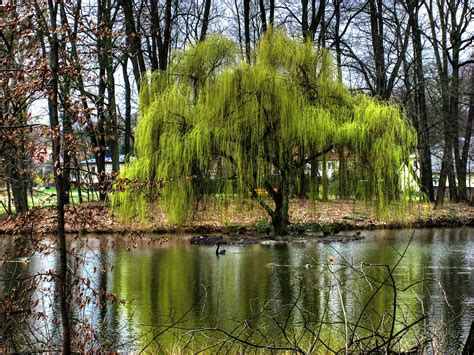 Weeping Willow Peacefulgem Weeping Willow Tree Weeping Willow
