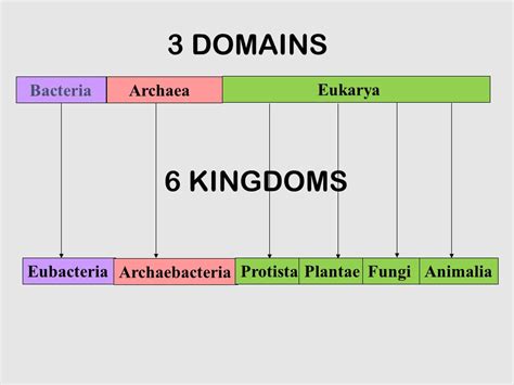 Domains And Kingdoms 177 Plays Quizizz
