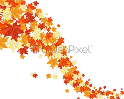 Autumn Maples Stock Vector Crushpixel