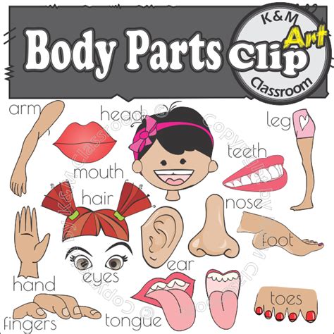 Km Classroom Body Parts Flashcards Word Cards