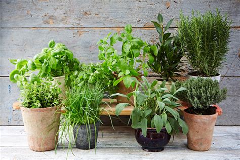 Growing Herb In Kitchen Things Need To Be Know Greenkosh