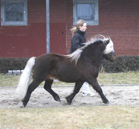 Everyone can join the group! Shetland Pony stallion Silbersee's Luxus | Smukke heste, Horse