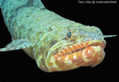 Critter Meet ‘ulae The Orangemouth Lizard Fish The Garden Island