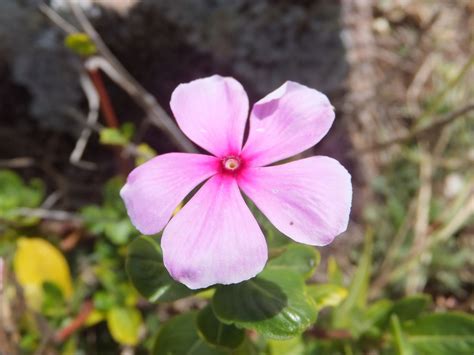 Bienvenue - OpenBloom - Découvrez et embellissez le monde qui vous