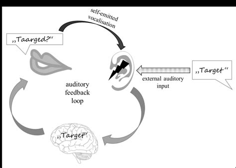 Schematic Of An Auditory Feedback Loop Underlying Speech Acquisition