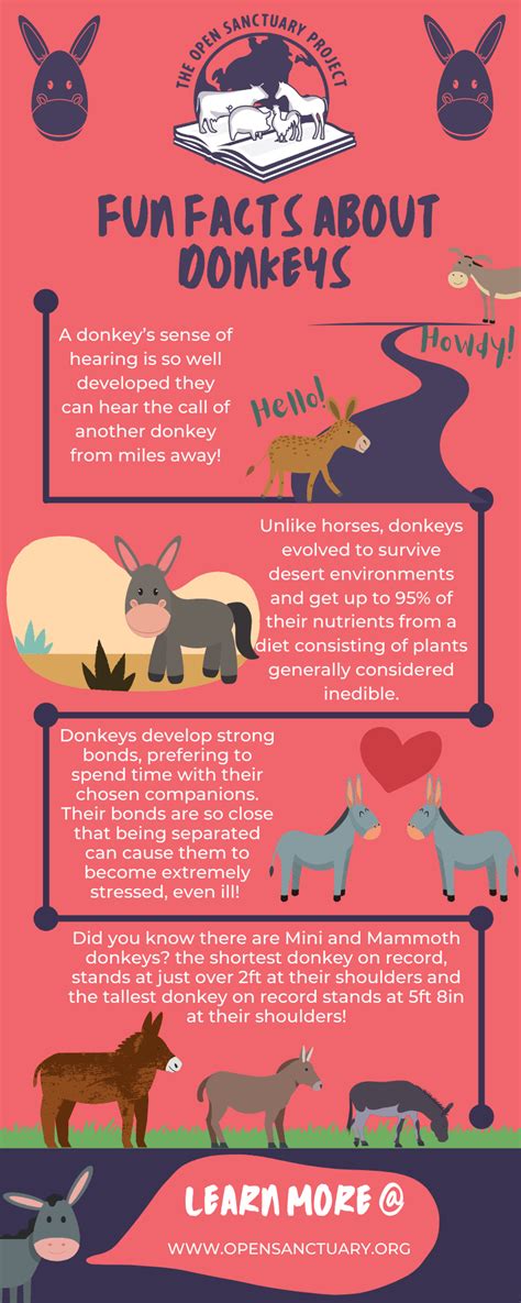 Fun Facts About Donkeys The Open Sanctuary Project