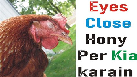 My Chickens Eye Is Swollen Swollen Eyes Treatment Murghi Ki Ankh