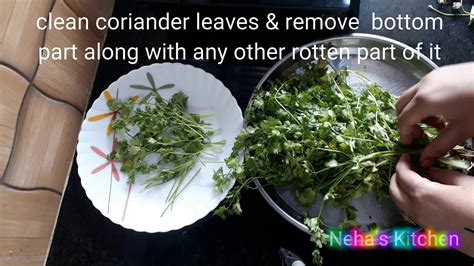 Ketumbar jawa, pokok jeraju gunung. How to store coriander leaves in fridge - YouTube