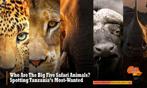 Who Are The Big Five Safari Animals Spotting Tanzanias Most Wanted