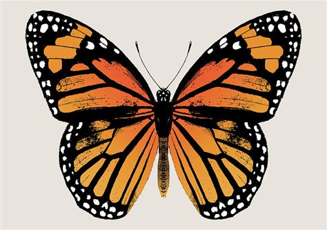 Monarch Butterfly Digital Art By Eclectic At Heart Fine Art America