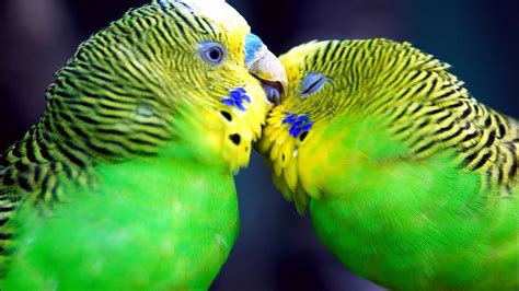 Parakeets Talking Chirping And Flying Youtube