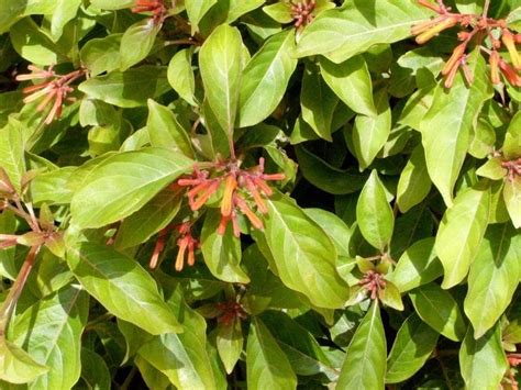 How To Grow And Care For Firebush Hamelia Patens Florgeous