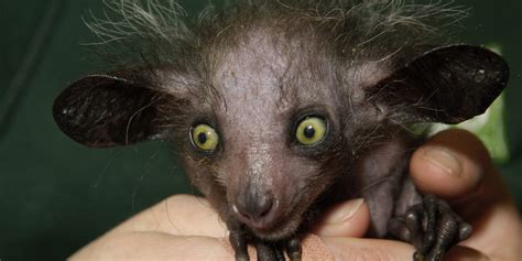 11 Of The Scariest Looking Creatures In The Animal Kingdom Huffpost
