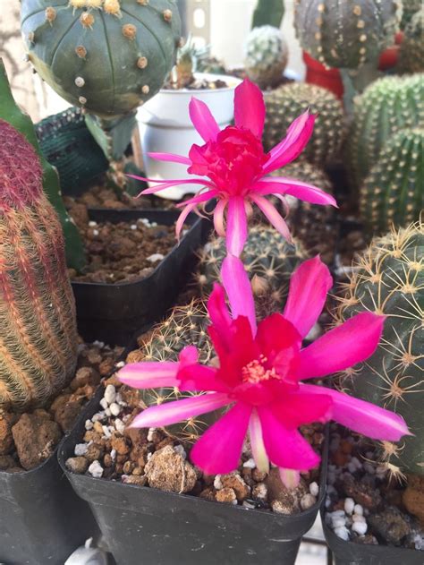 Pink Flowers Are Growing In Black Pots On The Table Next To Cacti And Succulents