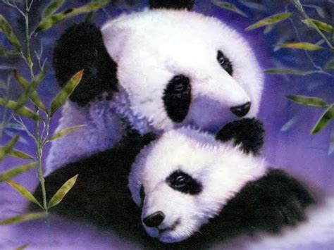 44 Wallpapers Of Pandas Wallpapersafari