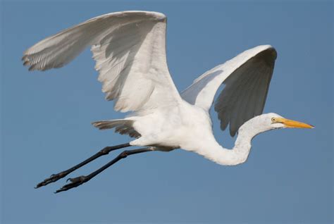 Identifying White Egrets And Herons