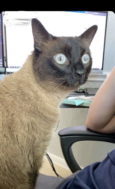 Cat Wide Eyed Stare Blank Template Imgflip
