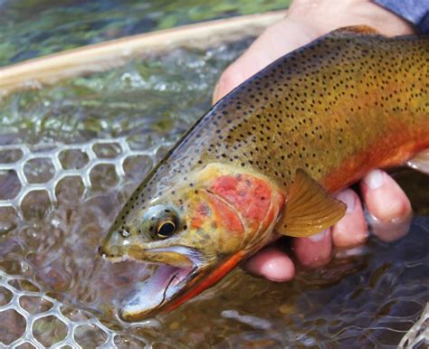 Cutthroat Trout Western Montana Fish Species The Missoulian Angler Fly Shop