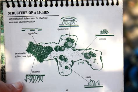 Lichen Life Cycle Printable