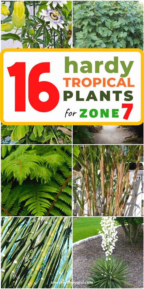 Hardy Tropical Plants For Zone 7 Tropical Plants Plants Tropical