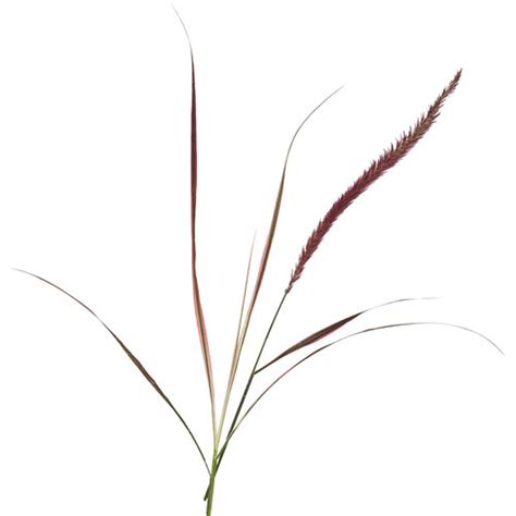 Graceful Grasses Fireworks Variegated Red Fountain Grass