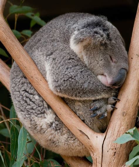 Closeup Shot Of A Cute Koala Sleeping On A Tree Branch Stock Image