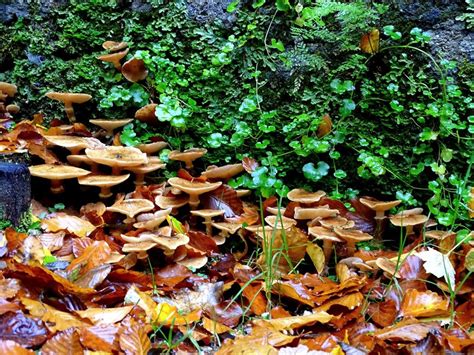 Why Honey Fungus Doesnt Have To Mean The End For Your Tree Climbers