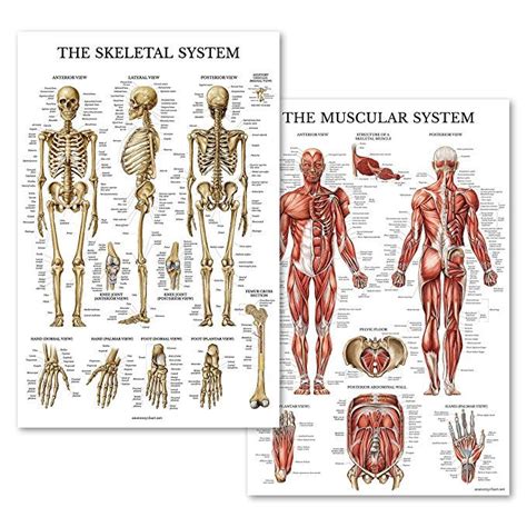 Muscular Skeletal System Anatomical Poster Set Laminated Chart