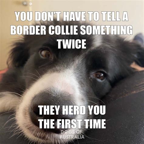 21 Border Collie Jokes That Will Make You Laugh